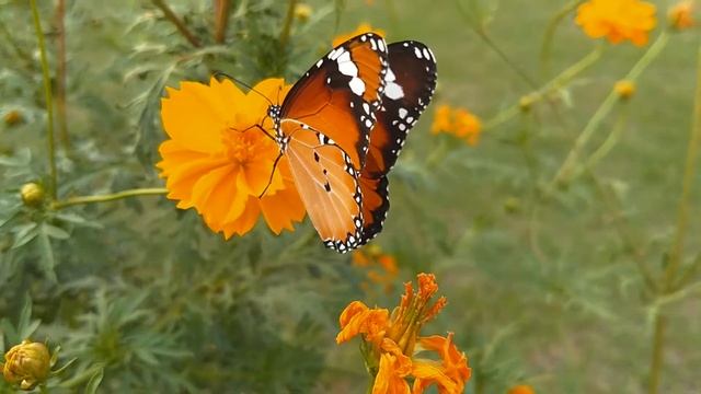 живая природа смотреть онлайн