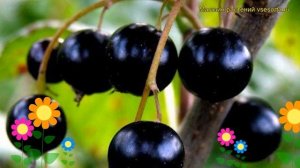 Смородина черная Велой. Краткий обзор, описание характеристик, где купить саженцы ribes nigrum Velo