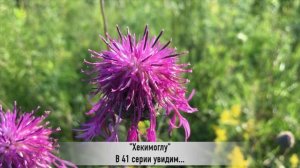 ХЕКИМОГЛУ 41 серия РУССКАЯ ОЗВУЧКА турецкий сериал