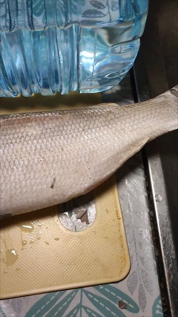 Чир. Северная рыба. 650 р/кг смотреть онлайн