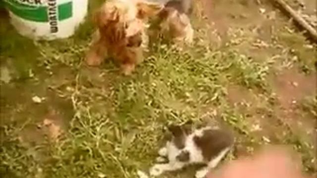 Кошка против собаки.wmv смотреть онлайн