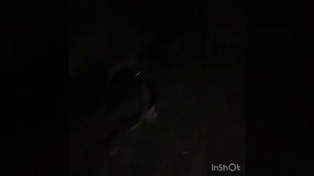 Прогулка с собакой в 12 часов ночи смотреть онлайн