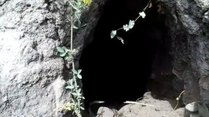 Чупакабра в Челябинске !!!