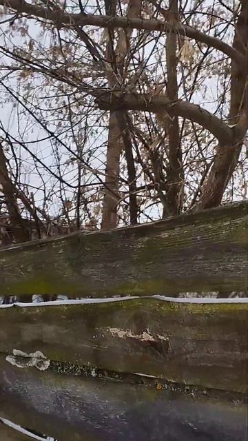 #живаяприрода #природа #зима смотреть онлайн