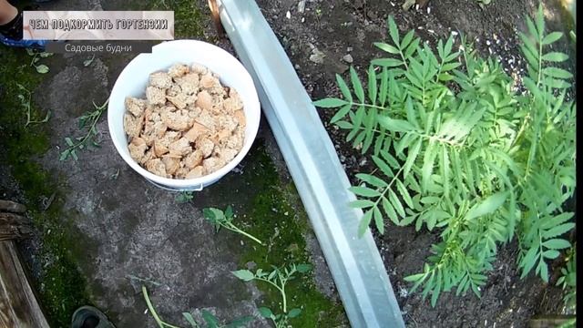 Чем подкормить гортензии смотреть онлайн