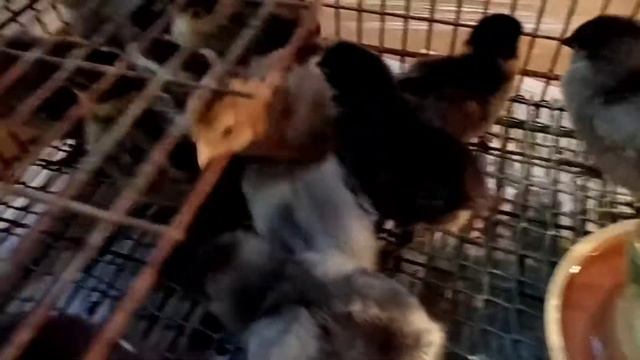 Цыплятам Амераукана и Лакеданзи пять дней. смотреть онлайн