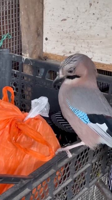 СОЙКА ЛЕЗЕТ В ПАКЕТ 👀 смотреть онлайн