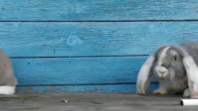 Крольчата 3 мес. французского барана, продажа смотреть онлайн