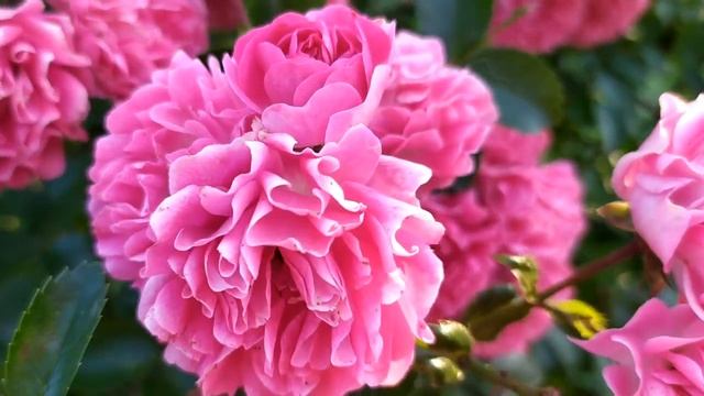 Доверенное 284 серия русская озвучка | Анонс и Дата выхода смотреть онлайн