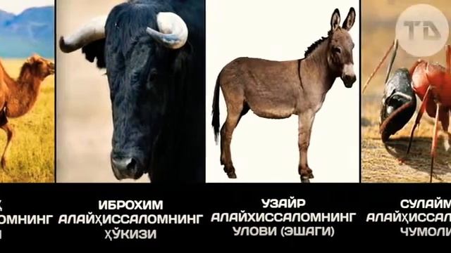 ЖАННАТГА КИРАДИГАН ХАЙВОНЛАР смотреть онлайн
