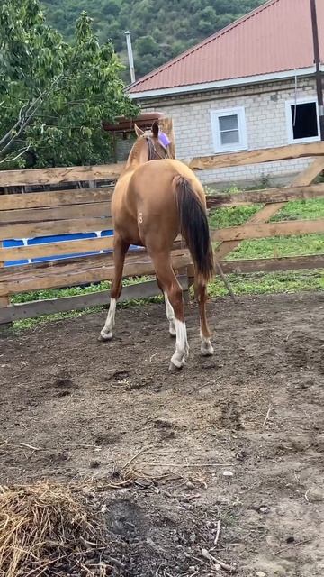 Золотой Мальчик Донских Степей #horse На Кавказе смотреть онлайн