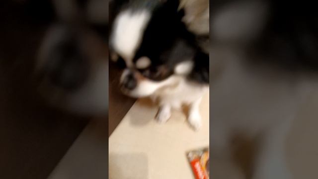 Простите пожалуйста 😞🐶