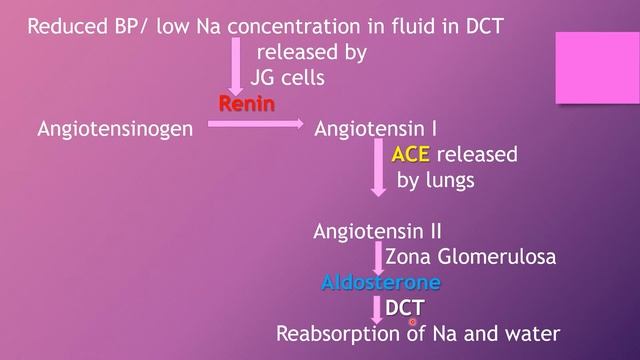 HISTOLOGY OF KIDNEY | PART 2 | ULTRASTRUCTURE OF RENAL CORPUSCLE | URINARY SYSTEM смотреть онлайн