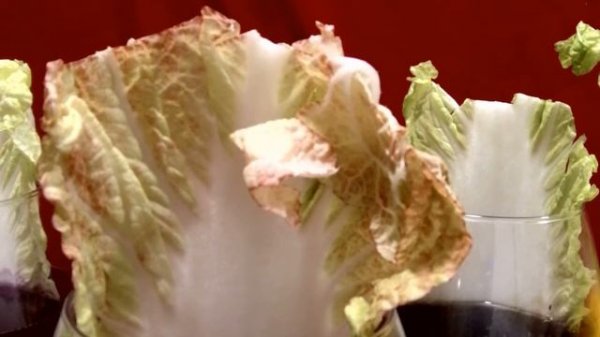 опыты с капустой