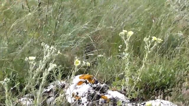 Внеземной Крым смотреть онлайн