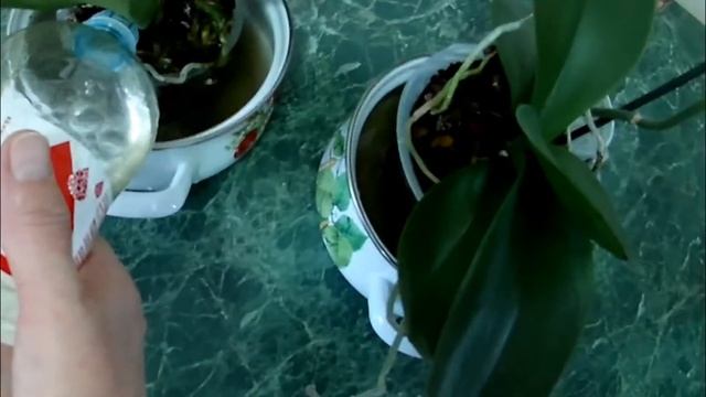Поливаем орхидеи древесной золой по делу без лишнего | Как полить орхидею золой смотреть онлайн