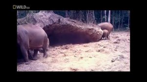 Документальные фильмы Тропический лес Животные