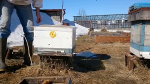 ВЕСЕННИЕ РАБОТЫ НА ПАСЕКЕ КАК ПОМОЧЬ ПЧЕЛАМ пчеловодство 2017