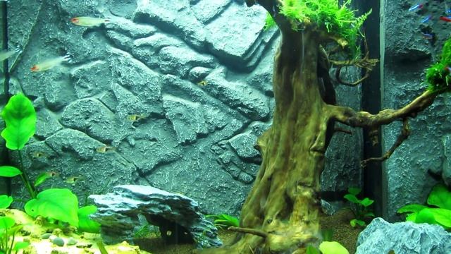 Мой аквариум/My aquarium смотреть онлайн
