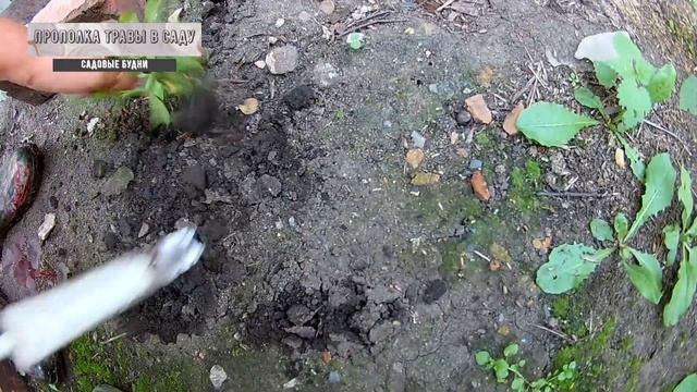 Борьба с соняками на огороде, залог хорошего урожая смотреть онлайн
