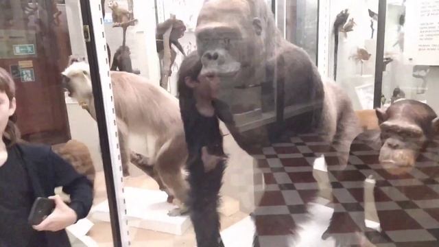 Зоологический музей МГУ смотреть онлайн