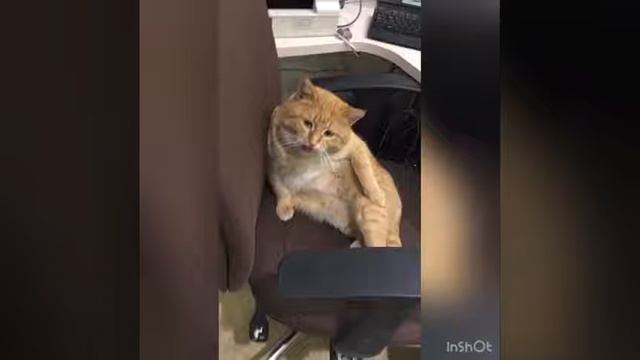 Сберкот смотреть онлайн
