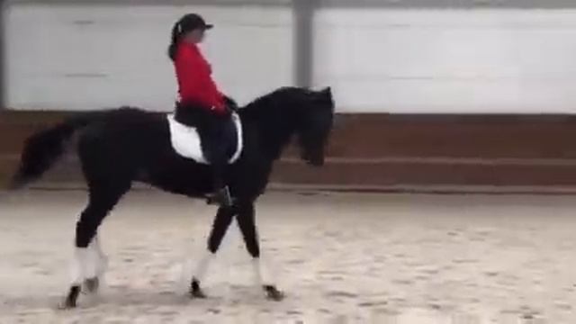 ВЫЕЗДКОВЫЙ МЕРИН, УВП смотреть онлайн
