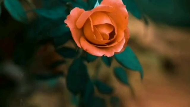 ишки бепоён смотреть онлайн