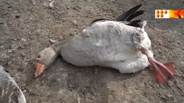 Вынужден обратиться к Президенту смотреть онлайн