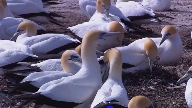 Живая природа смотреть онлайн