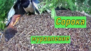 Сорока. Муравление.