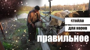 Правильное стойло для коров