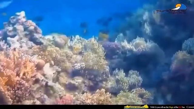 ROYAL SEA SCOPE смотреть онлайн