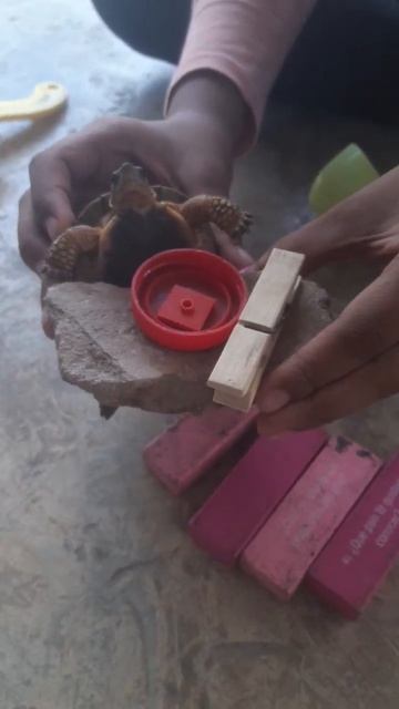 queso y tortilla [gatos] смотреть онлайн