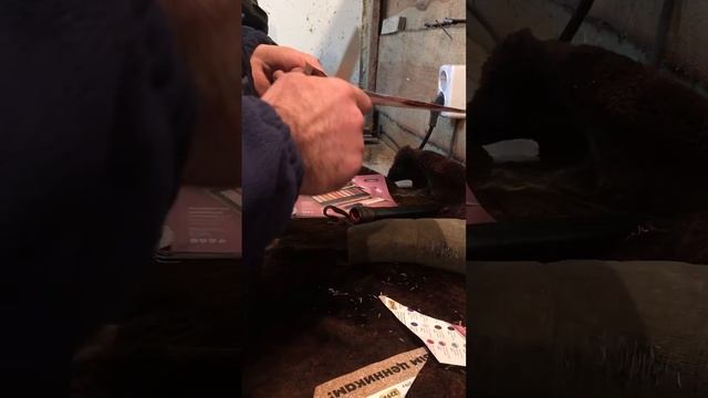 Ассаламу алейкум на этом видео я тестирую бычак на роге тура🤗 смотреть онлайн