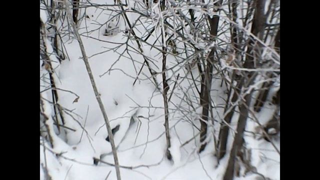 ПРОВЕРКА ПЕТЕЛЬ!ПОПАЛСЯ ЗАЯЦ!!! смотреть онлайн