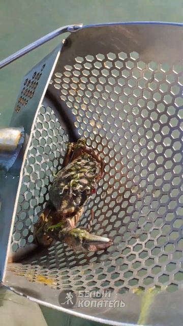 Жуткая находка с Nokta Legend в Анапе смотреть онлайн