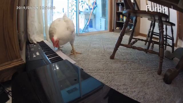 Furbo Chicken Cam смотреть онлайн