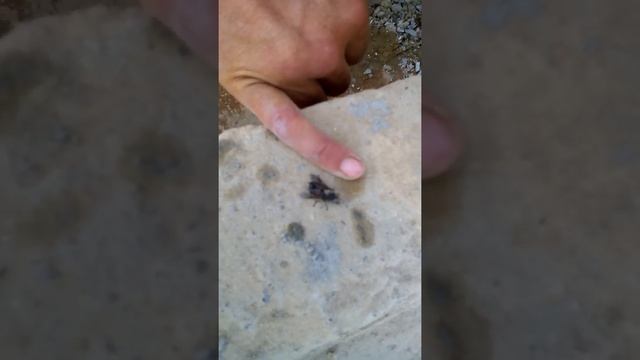 Эксперимент с мухой смотреть онлайн