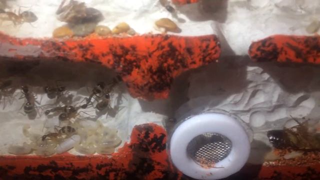 Camponotus fellah. Home смотреть онлайн