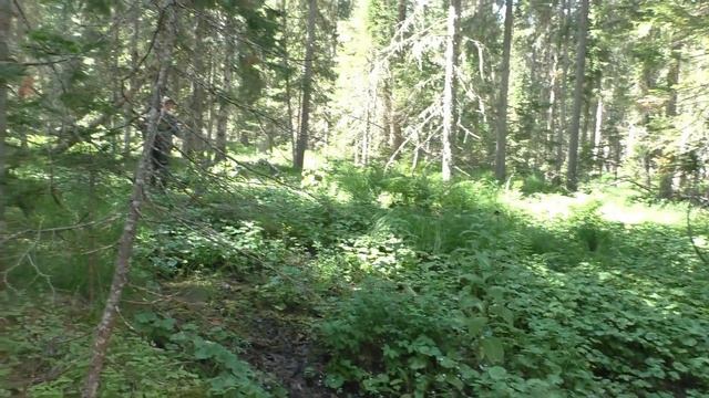 Растение Калужница растет вдоль Холодного Ручья Тайга Сибирь месяц Июль Цветков нет Неизвестное смотреть онлайн