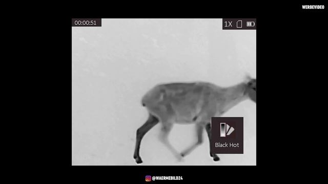 Anblick mit dem Hikmicro Thunder Pro TH35C Wärmebild-Vorsatzgerät 🔴 смотреть онлайн