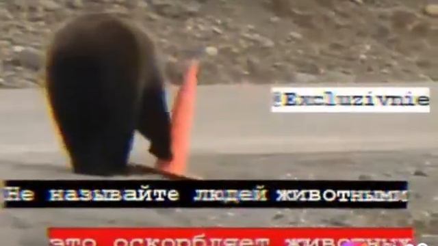 цитаты чечен смотреть онлайн