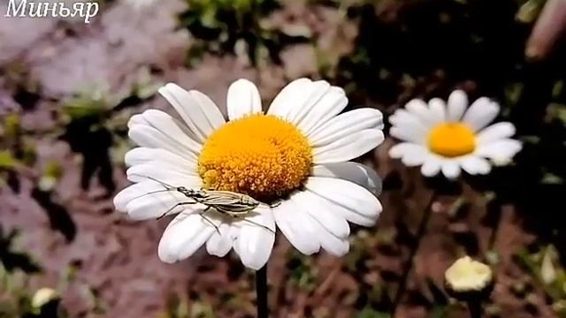 Macro-video... Живая природа, Миньяр лето 2017г