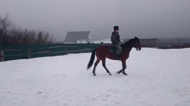 Тренировка по джигитовке я и моя жена смотреть онлайн