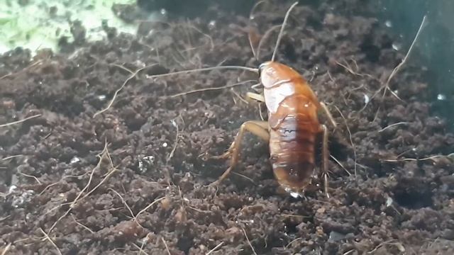 Муравьи мечты. #1: Harpegnathos Venator на охоте