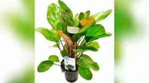 Эхинодорус красавец аквариума