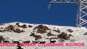 Охота на волка. Жесть!