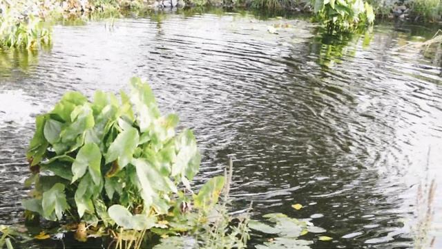 Парк Зарядье смотреть онлайн