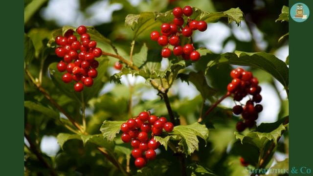 Калина /Guelder rose - Василь Скуратівський смотреть онлайн